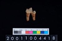 藏品(狗左下顎第1大臼齒)的圖片