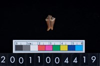 藏品(狗左下顎第2大臼齒)的圖片