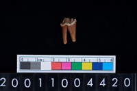 藏品(狗左下顎第3大臼齒)的圖片