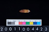 藏品(狗左上顎第1門齒)的圖片