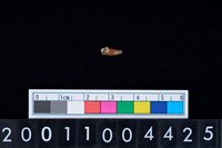 藏品(狗右下顎第1前臼齒)的圖片