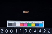 藏品(狗或貓科動物牙齒)的圖片