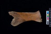 藏品(肩胛骨)的圖片