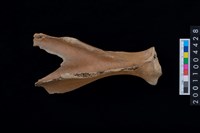 藏品(肩胛骨)的圖片