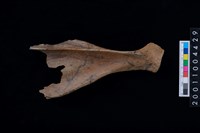 藏品(肩胛骨)的圖片