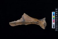 藏品(肩胛骨)的圖片