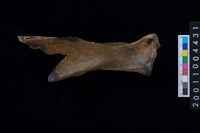 藏品(左肩胛骨)的圖片