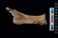 藏品(左肩胛骨)的圖片