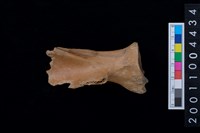 藏品(左肩胛骨)的圖片