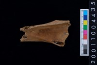 藏品(左肩胛骨)的圖片