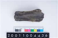 藏品(左肩胛骨)的圖片