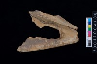 藏品(右肩胛骨)的圖片