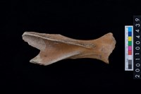 藏品(右肩胛骨)的圖片