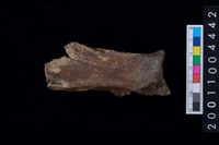 藏品(右肩胛骨)的圖片