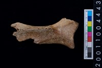 藏品(右肩胛骨)的圖片