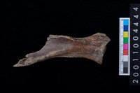 藏品(右肩胛骨)的圖片