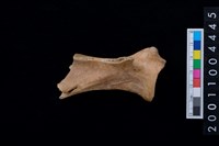 藏品(右肩胛骨)的圖片