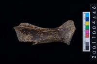 藏品(右肩胛骨)的圖片