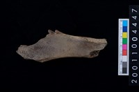 藏品(右肩胛骨)的圖片