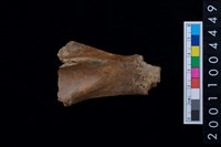 藏品(右肩胛骨)的圖片