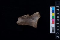 藏品(右肩胛骨)的圖片