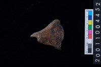 藏品(右肩胛骨)的圖片