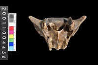 藏品(鹿尾椎骨)的圖片