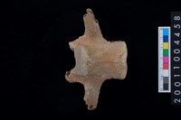 藏品(鹿脊椎骨)的圖片