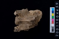 藏品(鹿脊椎骨)的圖片