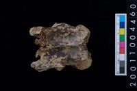 藏品(鹿脊椎骨)的圖片