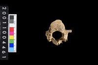 藏品(鹿脊椎骨)的圖片