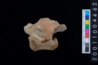 藏品(鹿腰椎骨)的圖片