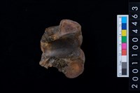 藏品(鹿脊椎骨)的圖片