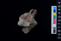 藏品(鹿腰椎骨)的圖片