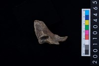 藏品(鹿脊椎骨)的圖片