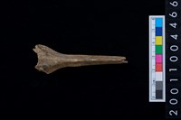 藏品(鹿脊椎骨)的圖片