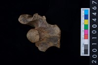 藏品(軸椎（頸椎第2節）)的圖片