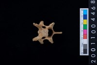 藏品(脊椎骨)的圖片