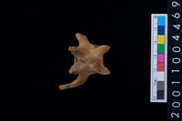 藏品(脊椎骨)的圖片