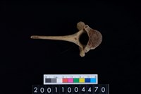 藏品(胸椎骨)的圖片