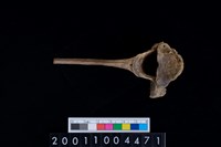 藏品(胸椎骨)的圖片