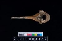 藏品(脊椎骨)的圖片