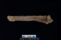 藏品(脊椎骨)的圖片