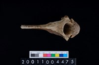 藏品(脊椎骨)的圖片