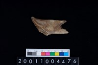 藏品(脊椎骨)的圖片