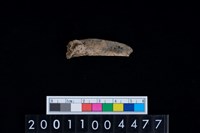 藏品(脊椎骨)的圖片