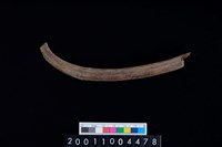 藏品(右肋骨)的圖片