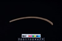 藏品(鹿右肋骨)的圖片