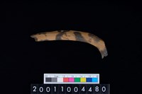 藏品(鹿右肋骨)的圖片