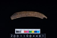 藏品(鹿右肋骨)的圖片